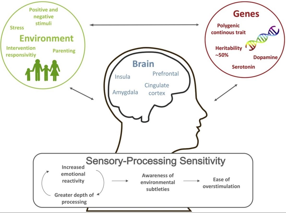 Sensory Processing Infographic
